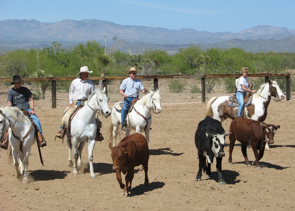 team penning at flying e ranch arizona dude ranch